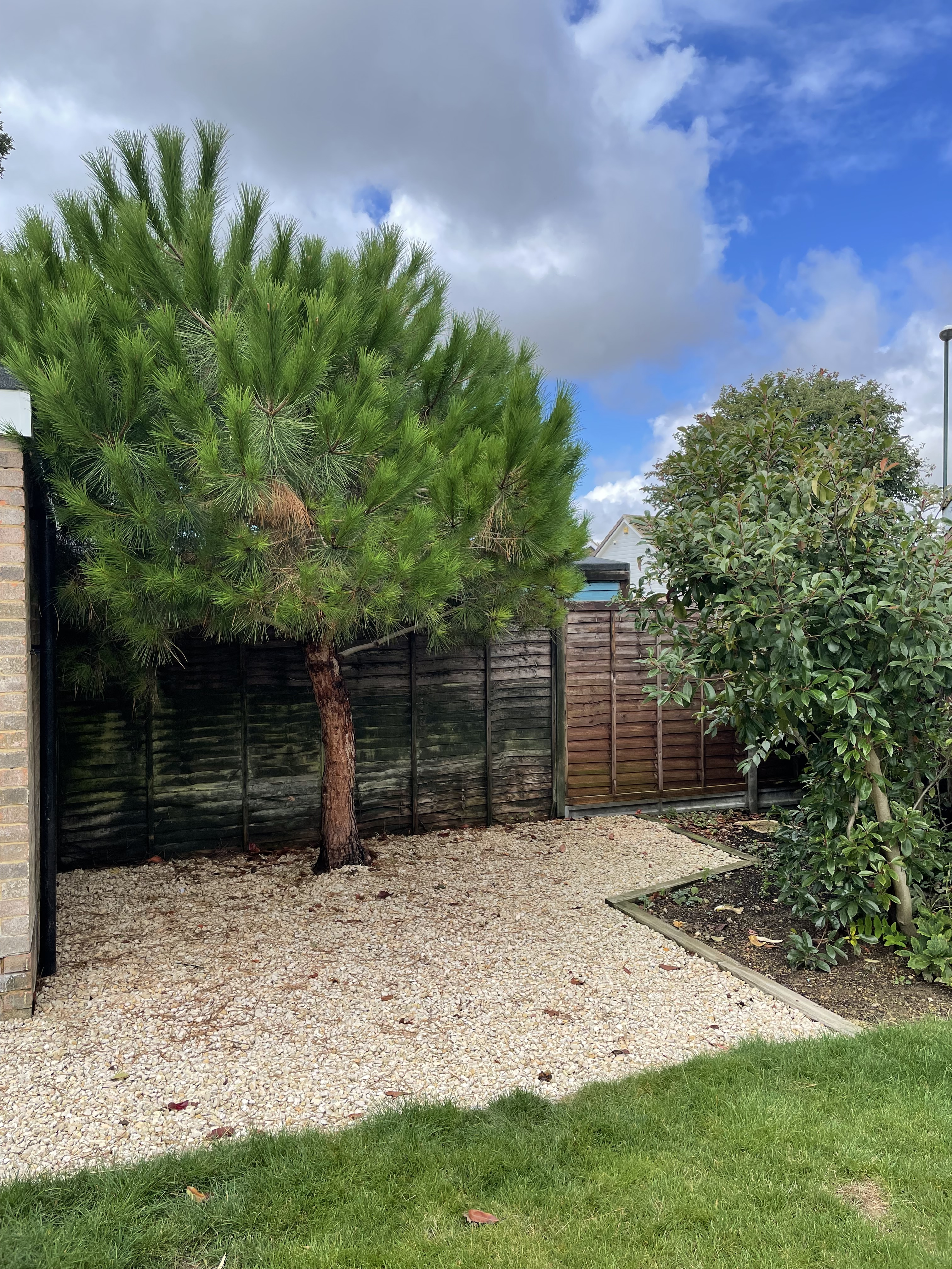 I plan to develop this space into a Zen garden with a Buddha at the foot of
the tree